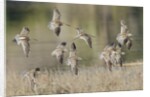 Flock of Short-Billed Dowitchers in flight by Anonymous