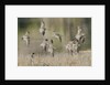 Flock of Short-Billed Dowitchers in flight by Anonymous