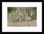 Flock of Short-Billed Dowitchers in flight by Anonymous