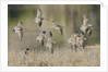 Flock of Short-Billed Dowitchers in flight by Anonymous