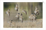 Flock of Short-Billed Dowitchers in flight by Anonymous