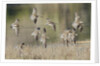 Flock of Short-Billed Dowitchers in flight by Anonymous