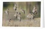 Flock of Short-Billed Dowitchers in flight by Anonymous