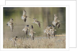 Flock of Short-Billed Dowitchers in flight by Anonymous