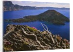 Penstemon blooms on cliff overlooking Wizard Island by Anonymous