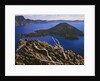 Penstemon blooms on cliff overlooking Wizard Island by Anonymous
