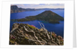 Penstemon blooms on cliff overlooking Wizard Island by Anonymous
