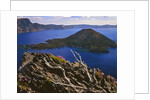 Penstemon blooms on cliff overlooking Wizard Island by Anonymous