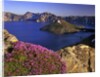 Penstemon blooms on cliff overlooking Wizard Island by Anonymous