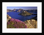 Penstemon blooms on cliff overlooking Wizard Island by Anonymous