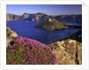Penstemon blooms on cliff overlooking Wizard Island by Anonymous