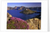 Penstemon blooms on cliff overlooking Wizard Island by Anonymous
