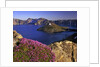 Penstemon blooms on cliff overlooking Wizard Island by Anonymous