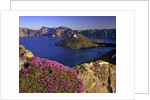 Penstemon blooms on cliff overlooking Wizard Island by Anonymous