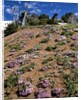 Phlox wildflowers by Anonymous