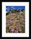 Phlox wildflowers by Anonymous