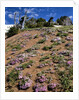 Phlox wildflowers by Anonymous