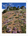 Phlox wildflowers by Anonymous
