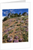 Phlox wildflowers by Anonymous