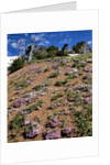 Phlox wildflowers by Anonymous