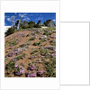 Phlox wildflowers by Anonymous