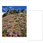 Phlox wildflowers by Anonymous