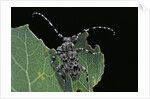 Acanthoderes clavipes (longhorn beetle) by Anonymous