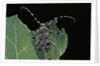 Acanthoderes clavipes (longhorn beetle) by Anonymous