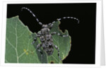 Acanthoderes clavipes (longhorn beetle) by Anonymous