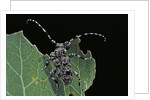 Acanthoderes clavipes (longhorn beetle) by Anonymous