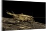 Acheta domesticus (house cricket) by Anonymous