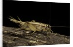 Acheta domesticus (house cricket) by Anonymous