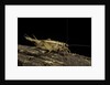 Acheta domesticus (house cricket) by Anonymous