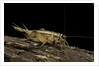 Acheta domesticus (house cricket) by Anonymous