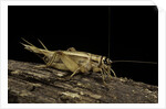 Acheta domesticus (house cricket) by Anonymous