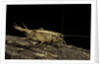 Acheta domesticus (house cricket) by Anonymous