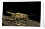 Acheta domesticus (house cricket) by Anonymous