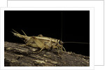 Acheta domesticus (house cricket) by Anonymous