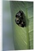 Adalia bipunctata (twospotted lady beetle) - emerging of the adult by Anonymous