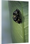 Adalia bipunctata (twospotted lady beetle) - emerging of the adult by Anonymous