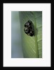 Adalia bipunctata (twospotted lady beetle) - emerging of the adult by Anonymous