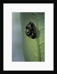 Adalia bipunctata (twospotted lady beetle) - emerging of the adult by Anonymous