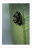 Adalia bipunctata (twospotted lady beetle) - emerging of the adult by Anonymous