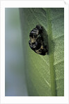 Adalia bipunctata (twospotted lady beetle) - emerging of the adult by Anonymous