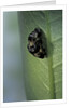 Adalia bipunctata (twospotted lady beetle) - emerging of the adult by Anonymous