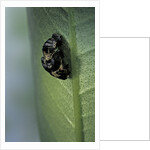 Adalia bipunctata (twospotted lady beetle) - emerging of the adult by Anonymous