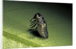 Adalia bipunctata (twospotted lady beetle) - emerging of the nymph by Anonymous