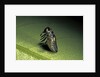 Adalia bipunctata (twospotted lady beetle) - emerging of the nymph by Anonymous