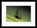 Adalia bipunctata (twospotted lady beetle) - emerging of the nymph by Anonymous