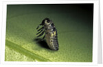 Adalia bipunctata (twospotted lady beetle) - emerging of the nymph by Anonymous